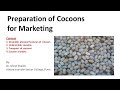 Preparation of Cocoons for Marketing