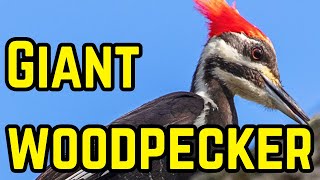 Pileated Woodpecker Documentary: Forest GIANT  screenshot 1