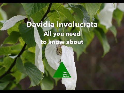 Video: Davidia