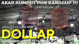 Murai Batu Paud Dollar Testimoni Setingan Di Lapang