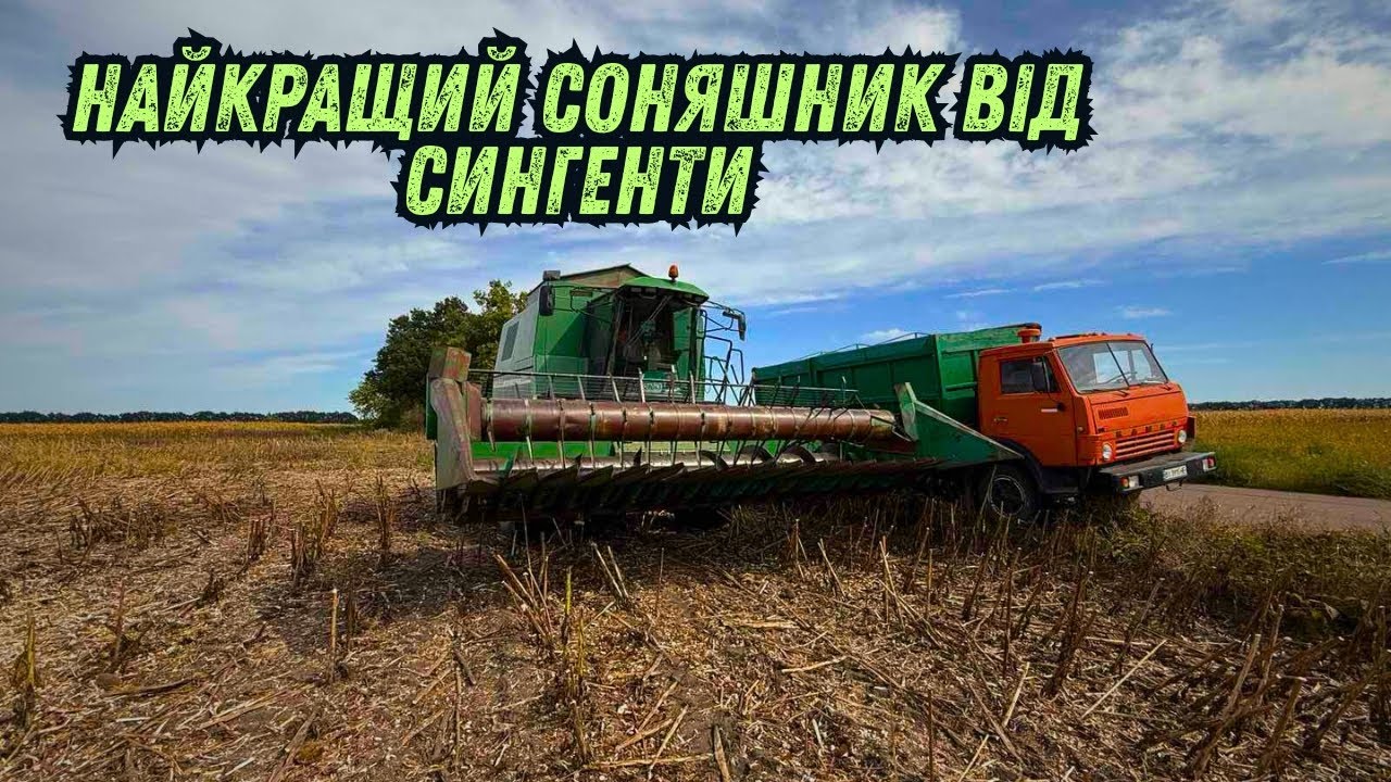 70 ТИСЯЧ  НА ГЕКТАР⁉️ СИНГЕНТА ТВОРЕ ЧУДЕСА НАВІТЬ У ТАКИЙ РІК❗️😎