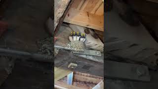 Famous Hora de comer para estas golondrinas bebés Profile