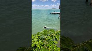 Perro de agua captado en video 🦦😝