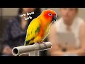 Sun Conure Training Tips! | How to Work on Husbandry Behaviors