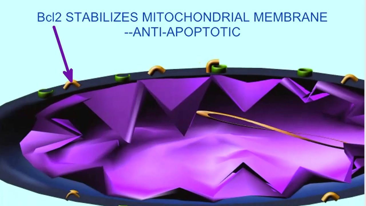 CASPASES and APOPTOSIS: CELL CYCLE & CANCER