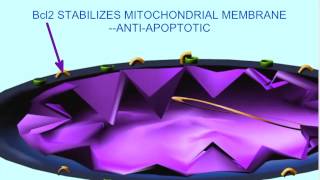 Caspases And Apoptosis Cell Cycle & Cancer