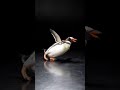 This Penguin Refused to Give Up #shorts #penguin #determined