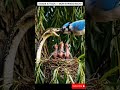 “Giant Snake Attacks Nest — Brave Mother Bird Saves Her Babies | Epic 4K Wildlife Rescue” #aishort