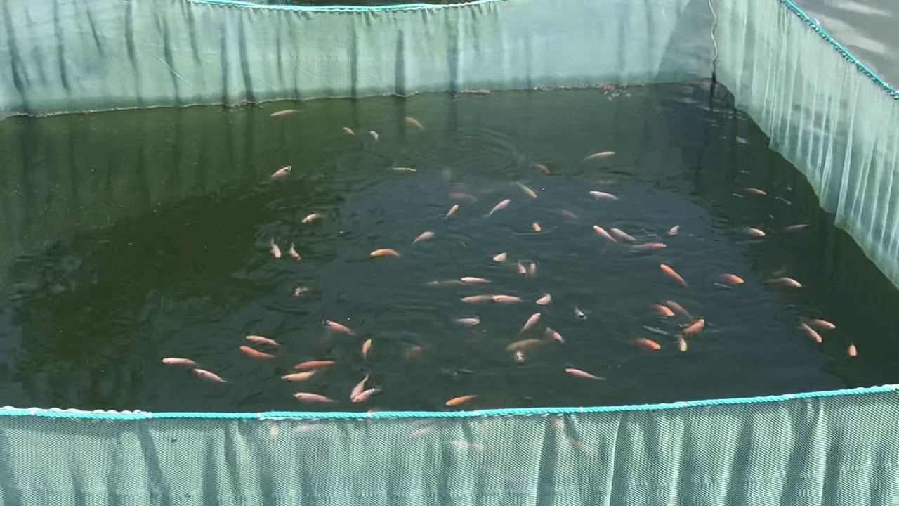 Теляпия в садках - YouTube