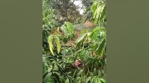 bán 1,7ha cà phê sầu riêng giá 2 tỷ eahleo.