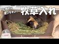 掃除しやすい！モルモット全員におすすめしたい牧草入れを発見しました