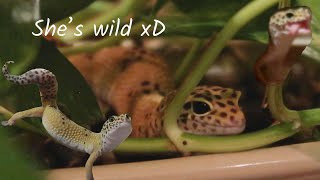 A Day In The Life of a Leopard Gecko (Girl!!)