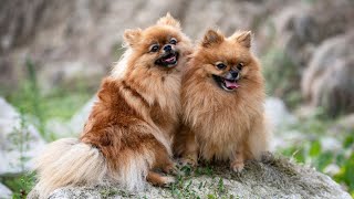 Pomeranian Personality Traits What Makes Them So Special by Pomeranian USA 72 views 6 days ago 3 minutes, 25 seconds