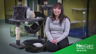 Human Foods Cats Can Eat presented by NexGard SPECTRA