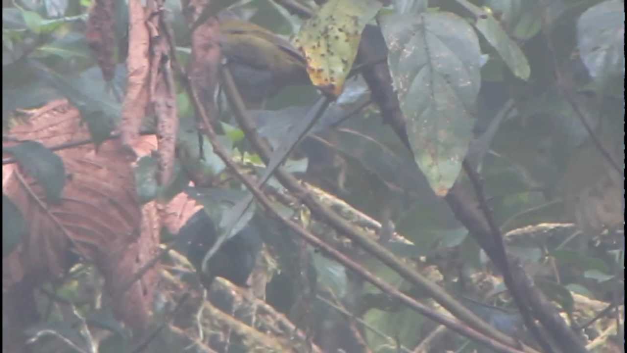 near endemic- Dusky Bush-tanager- Chlorospingus semifuscus