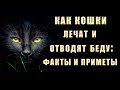 Как КОШКИ лечат и отводят беду: факты и приметы