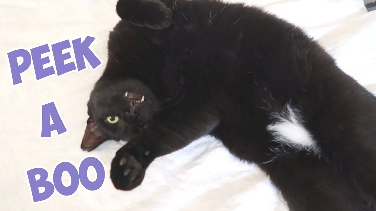 funny cats sleeping in weird positions compilation 2014 funnyplox Boo Year 2 # 194 - Let's Visit Washington DC, Smithsonian Museums, Grandma Feral And The Cats