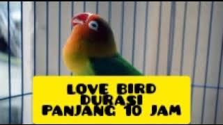 LOVE BIRD DURASI PANJANG 10 JAM MASTERAN MURAI