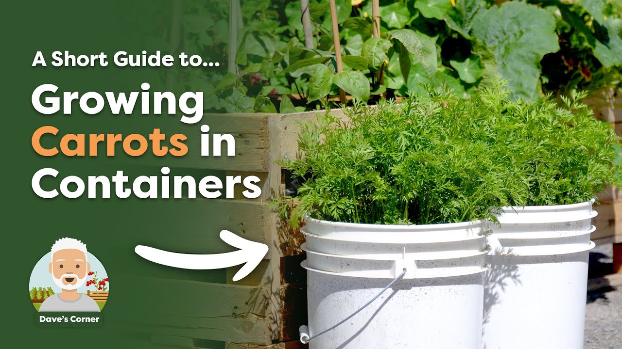 How to Grow Carrots in Pots - YouTube