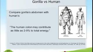 Gorilla vs Human Digestive System