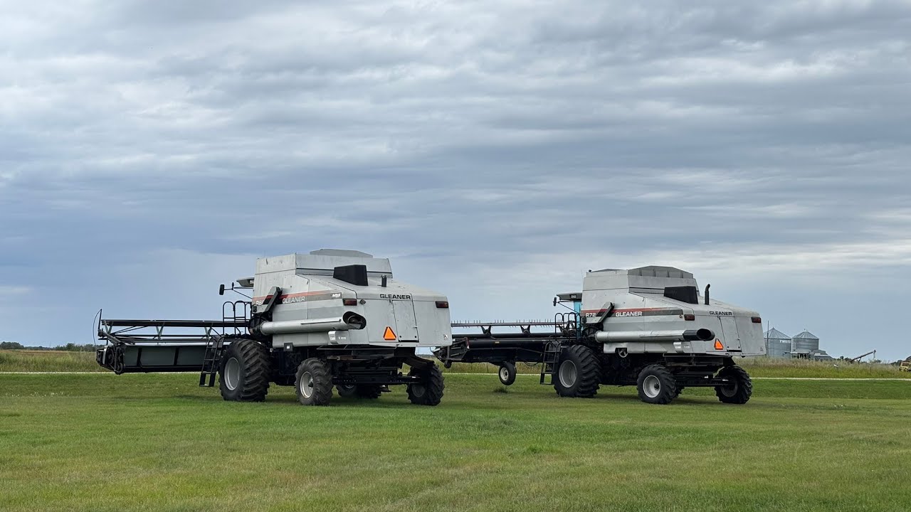 Gleaner R72 and R62 harvesting peas and wheat harvest 2k25