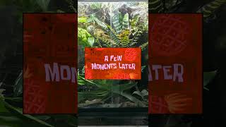 26°C Alarm! Testing My Dart Frog Vivarium Cooling Box on the Hottest Day of the Year