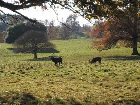 Schumann - Dreaming ('Scenes from Childhood')