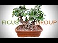 Ficus Group bonsai transplantation