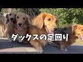 【ミニチュアダックス】時速５ｋｍでお散歩！