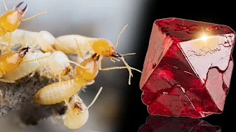 Watch How Termites Reveal 3 of the Most Valuable Gem Deposits Near You —Diamonds Sapphires and Opals