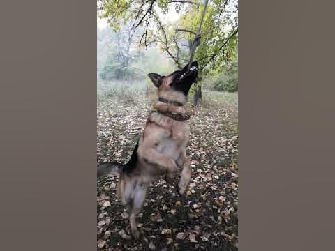 Качели для собак - YouTube
