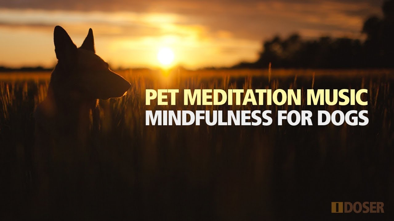 PET MEDITATION Mindfulness Meditation for Dogs YouTube