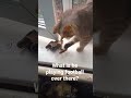 #funnycats