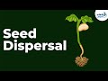 The Journey of Seeds: Agents of Dispersal and Their Impact on Plant Growth