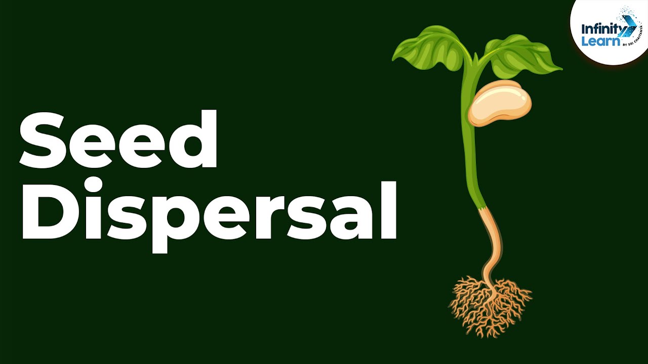 Seed Dispersal | Reproduction In Plants | Don'T Memorise