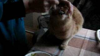 ТАКОГО ВЫ НЕ ВИДЕЛИ,,,,кот не умеет сам кушать))))