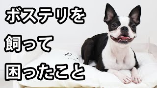 【ボストンテリアを飼う前に見て】ボステリと暮らして困ったこと選