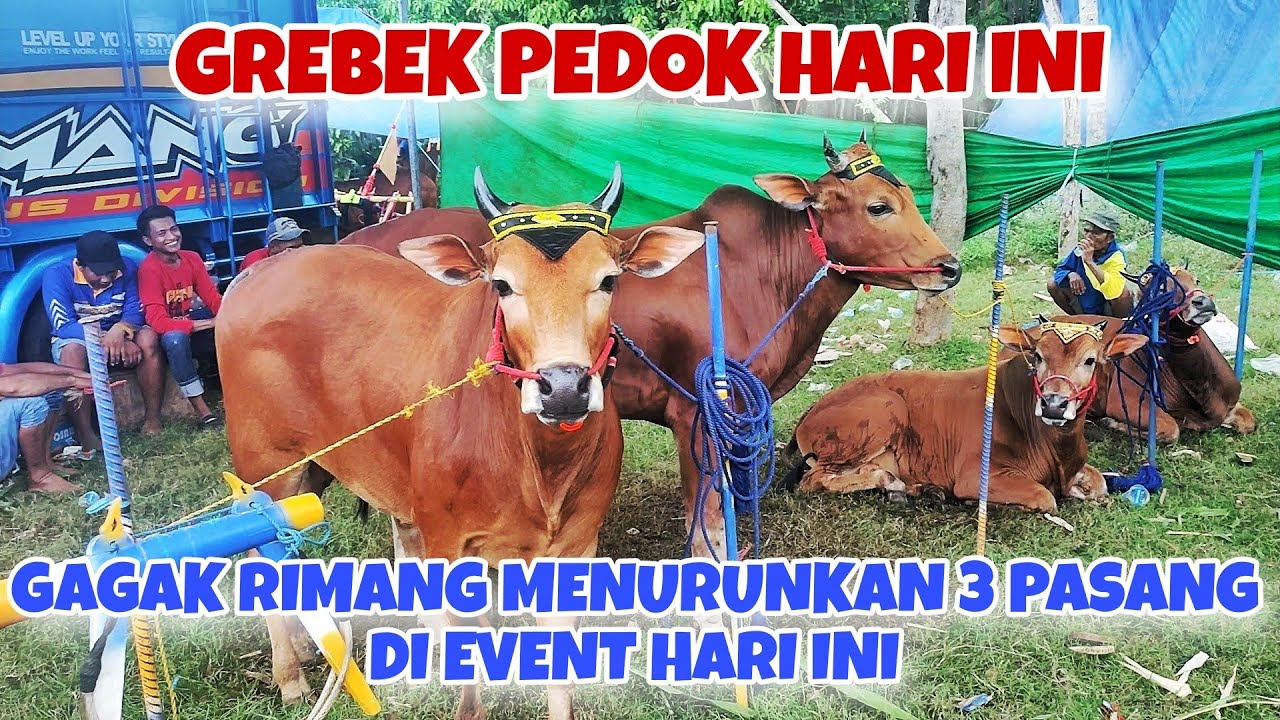 GREBEK PEDOK KERAPAN SAPI PERANG BINTANG TEMPURAN HARI INI || PASUKAN GAGAK RIMANG 🔥🔥