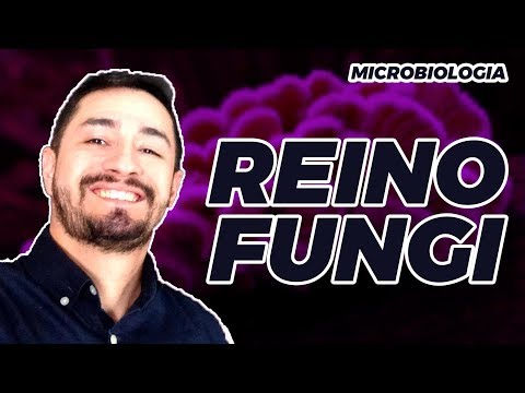Vídeo: Quais são as características marcantes dos fungos do reino?