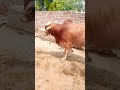 MashaAllah ❣️ || #shorts #viralshorts #short #cattle #cow #cowvideos