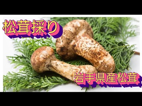 今年も松茸🍄 大量＼(^o^)／