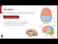 H N Anatomy Lec 18 Brain 