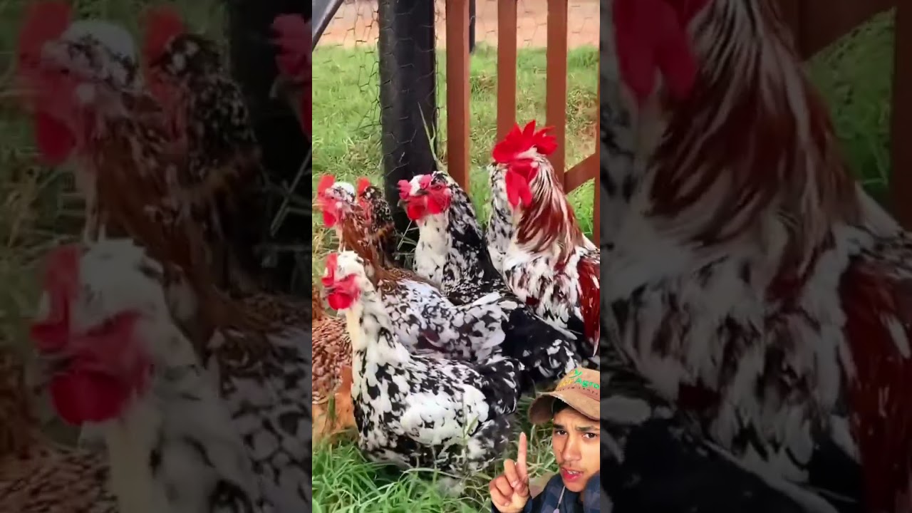 Galinha balão de baixa grande