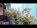 How to make plastic bottles into hanging vegetable pots combined with automatic watering system