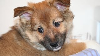Hötti the Icelandic Sheepdog Puppy by Haukkumo 2,455 views 5 years ago 1 minute, 51 seconds