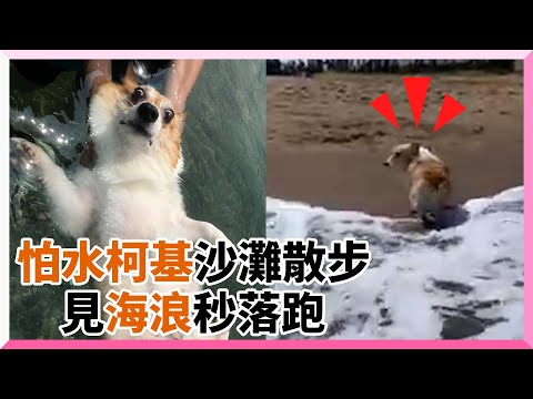 怕水柯基沙灘散步 一見海浪狂扭屁屁逃跑｜寵物動物｜柯基犬｜狗