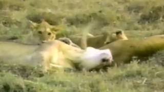 自然ドキュメンタリー ライオンドアフリカの野生生物の発見 screenshot 4