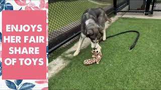 MEET STARLIGHT AT KC PET PROJECT