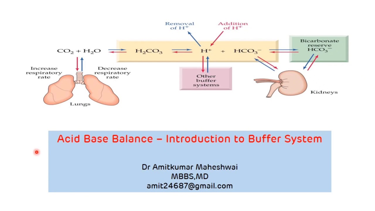 write a term paper on the mechanism of buffer system