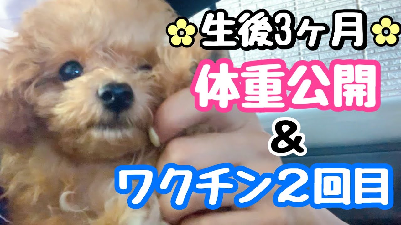 【生後3ヶ月のトイプードル】体重記録＆ワクチン２回目